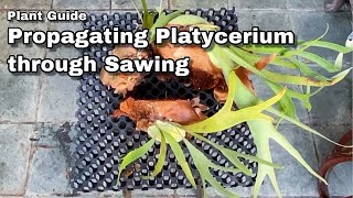 Propagating Staghorn Fern Ep 26 [upl. by Nylzzaj]