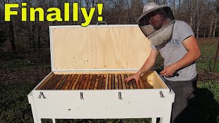 🔵Long Hive Beekeeping Episode 1 [upl. by Saixela685]