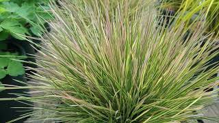 Deschampsia Northern Lights Tufted Hair Grass  Amazing small grass for BIG effects [upl. by Lehmann56]