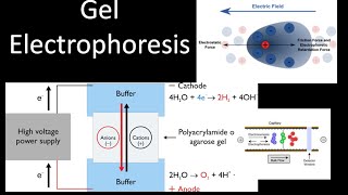 Electrophoresis [upl. by Elnora]