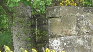 Great North of Scotland railway line viaduct remains at calcots morayshire [upl. by Nylesoy]