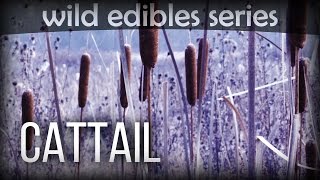 Cattail  Wild Edibles Series [upl. by Akcirderf]