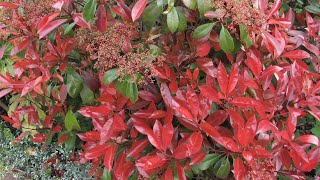 Photinia red robin spring or summer trim  prune [upl. by Anavi]