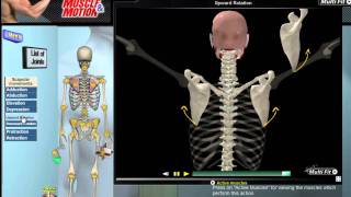 How Scapular Movement Works 3D Anatomy amp Diagrams [upl. by Ecar848]