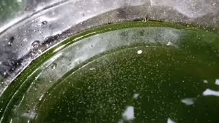 DAPHNIA MOINA CULTURE IN A SMALL BUCKET [upl. by Sayres]