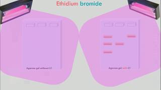 Agarose Gel Electrophoresis Animation [upl. by Helfand]