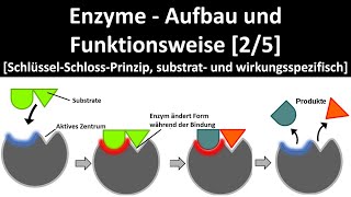 Enzyme  Aufbau und Wirkungsweise SchlüsselSchlossPrinzip Substrat u Wirkungsspezifität 25 [upl. by Ahsenav]