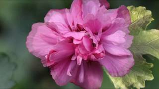 Hibiscus syriacus  Most beautiful 24 varieties [upl. by Bjork488]