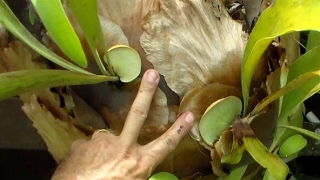 Propagate Staghorn Fern by Cutting [upl. by Potts]