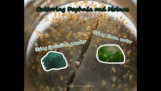 How To Culture Daphnia and Moinas using Green Water Spirulina powder [upl. by Aihcela634]