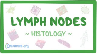 Lymph Nodes Histology [upl. by Aneele]