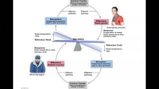 Human Anatomy and Physiology Homeostasis [upl. by Lilyan]