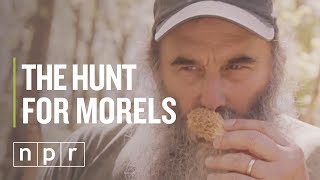 How To Find Morels  The Salt  NPR [upl. by Ahsitaf]