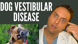 Veterinarian Explains  Vestibular Disease [upl. by Thessa]