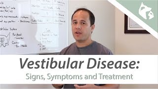 What is Vestibular Disease [upl. by Zacharie]