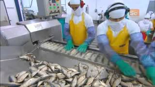 How Its Made  Canned Sardines [upl. by Nnylyrehc]