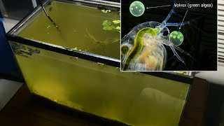 Raising Daphnia for the Freshwater Aquarium [upl. by Cut]