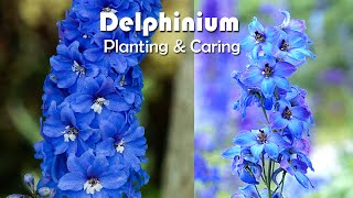 How To Grow Delphiniums Flowers  Delphiniums Planting amp Caring [upl. by Hirza172]