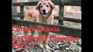 Canine Ataxia Vestibular Disorder Part 1 Golden Retriever [upl. by Surdna414]