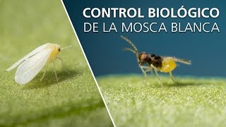 Control biológico de la mosca blanca  Encarsia formosa [upl. by Terris41]