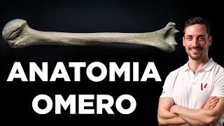 Omero anatomia e morfologia [upl. by Karalee586]