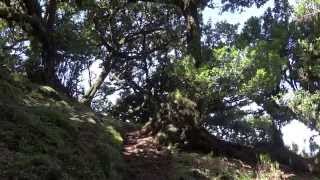 Madeira Walks quotLorbeerwald Fanalquot [upl. by Eleonora]