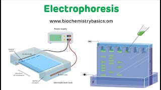 Electrophoresis Technique  Electrophoresis Biochemistry [upl. by Elocn]