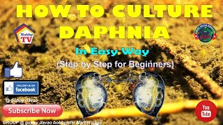 HOW TO CULTURE DAPHNIA In Easy Way [upl. by Tomkiel]