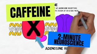 2Minute Neuroscience Caffeine [upl. by Duggan]